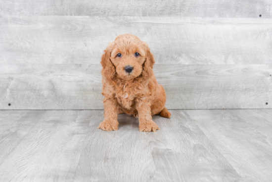 Friendly Mini Goldendoodle Baby