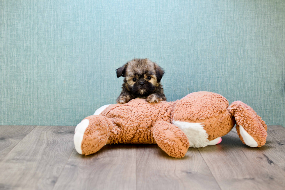 Happy Teddy Bear Baby