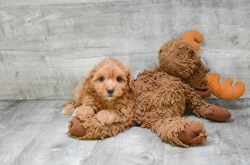 Cavapoo Pup Being Cute