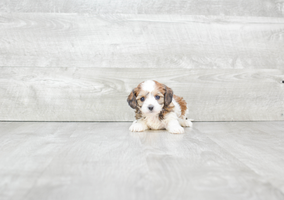 Little Cavalier Designer Puppy