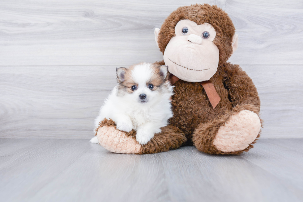 Sweet Pomeranian Purebred Puppy