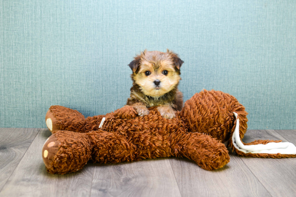 Best Morkie Baby