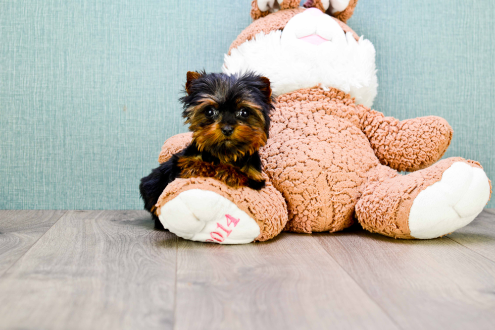 Meet Trigger - our Yorkshire Terrier Puppy Photo 