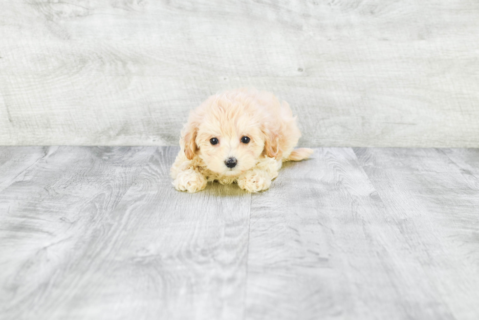 Smart Maltipoo Poodle Mix Pup