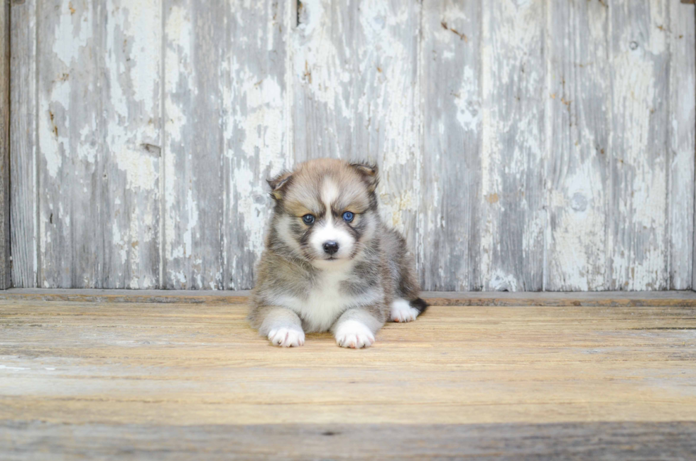 Pomsky Puppy for Adoption