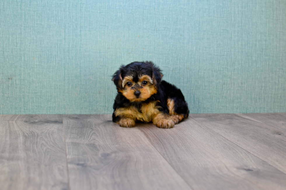 Yorkie Poo Puppy for Adoption