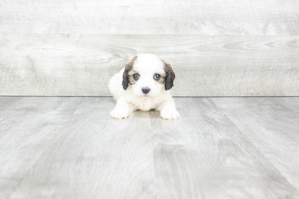 Petite Cavachon Designer Pup