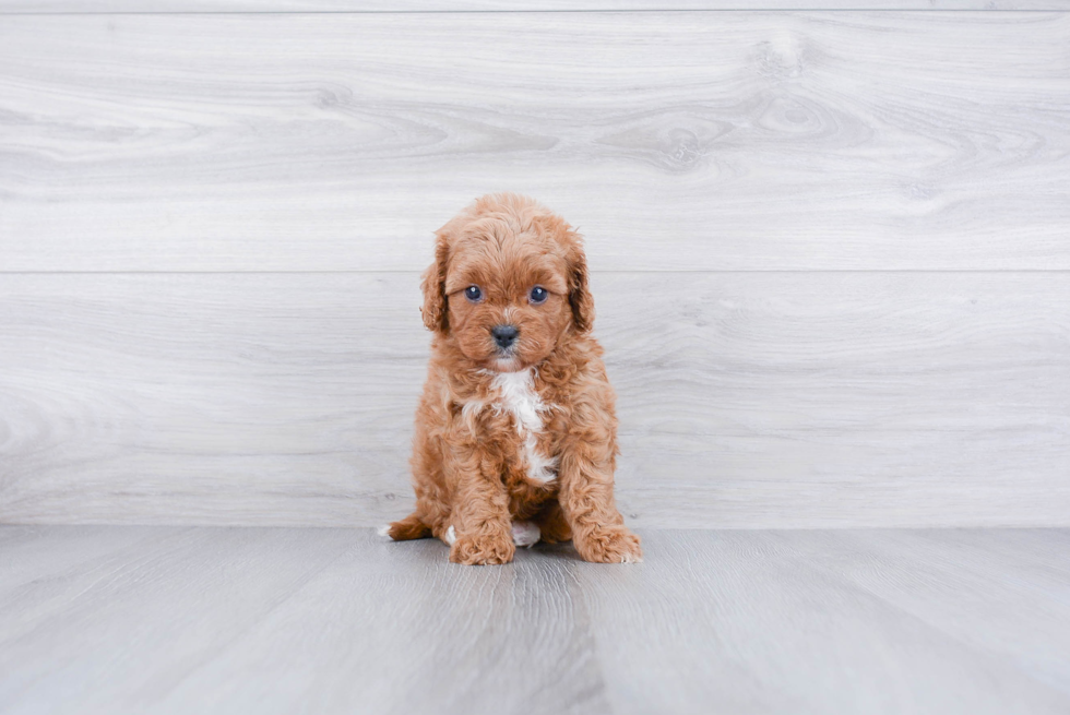 Cavapoo Pup Being Cute