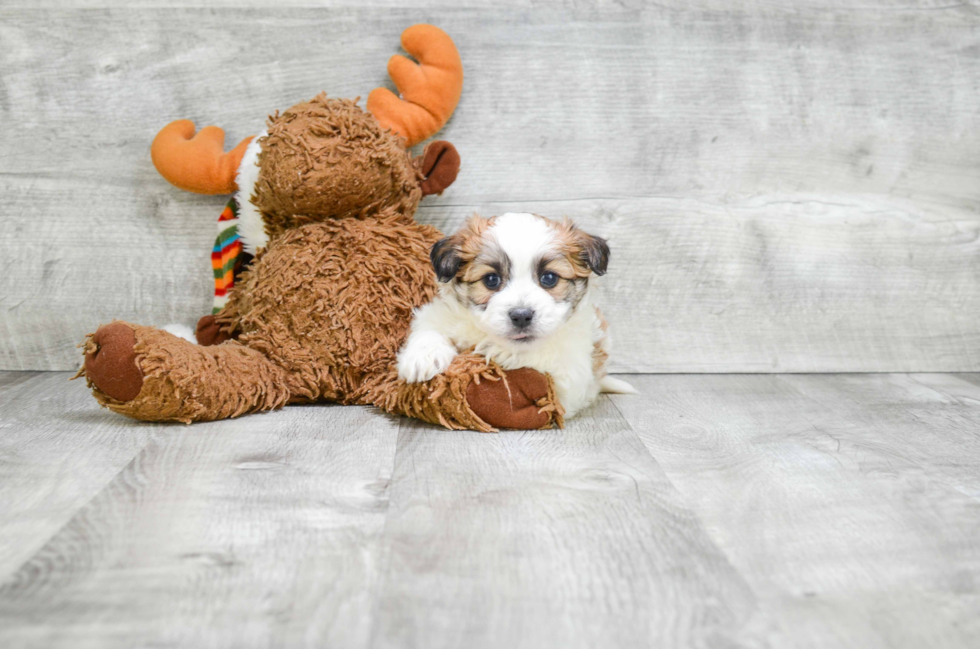 Friendly Teddy Bear Baby