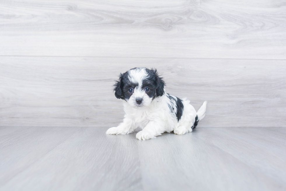 Maltipoo Pup Being Cute