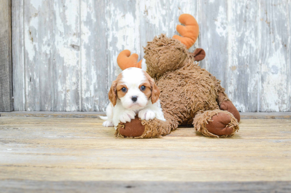 Cavalier King Charles Spaniel Puppy for Adoption