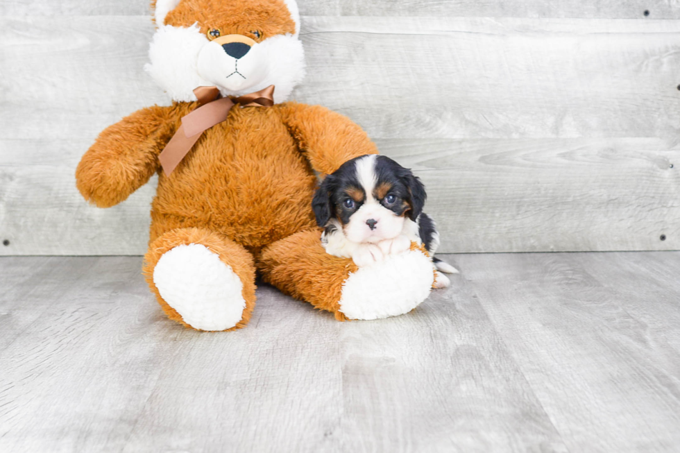 Smart Cavalier King Charles Spaniel Purebred Puppy