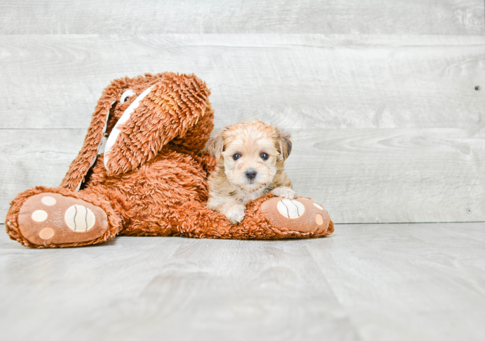 Best Morkie Baby