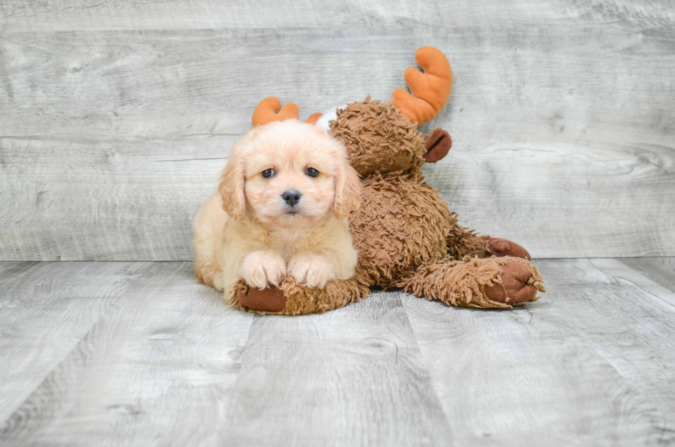 Funny Cavachon Designer Pup