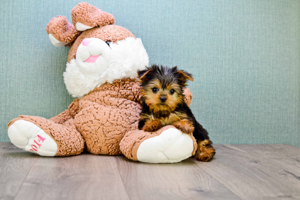 Meet Beckham - our Yorkshire Terrier Puppy Photo 