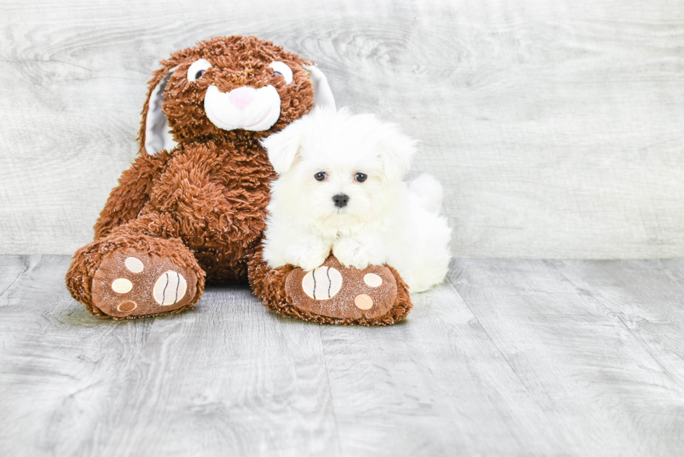 Akc Registered Maltese Purebred Pup