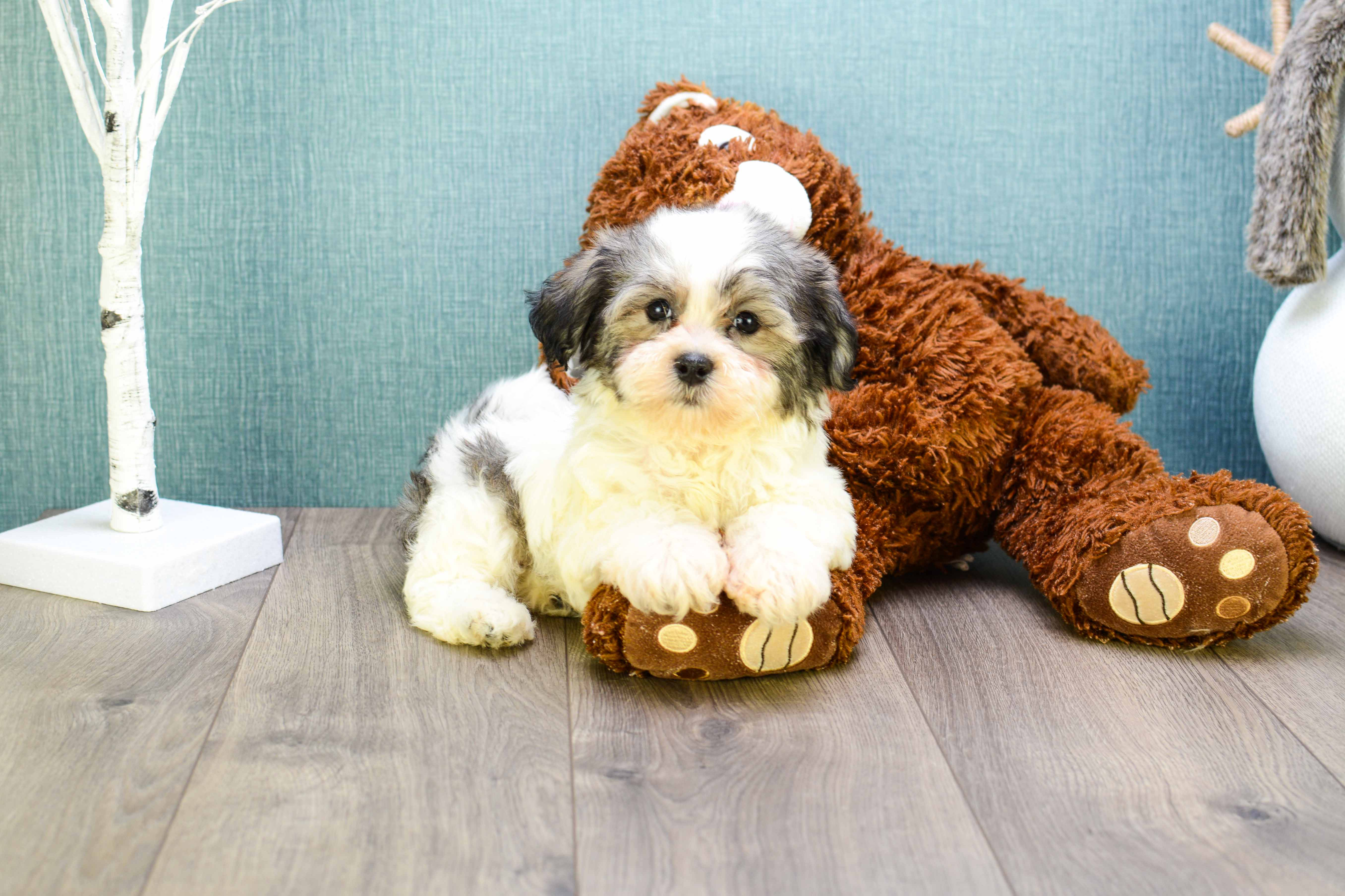 Popular Teddy Bear Designer Pup