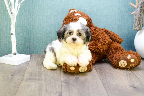 Popular Teddy Bear Designer Pup