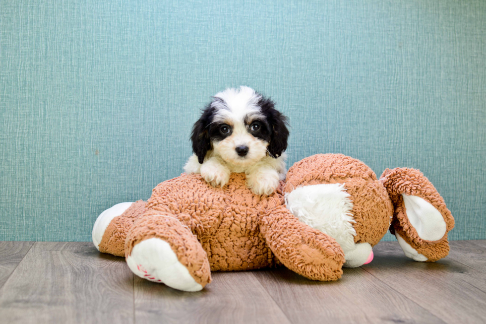 Playful Cavalier Designer Puppy