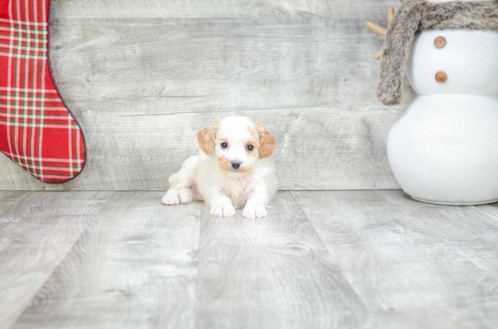 Funny Cavachon Designer Pup