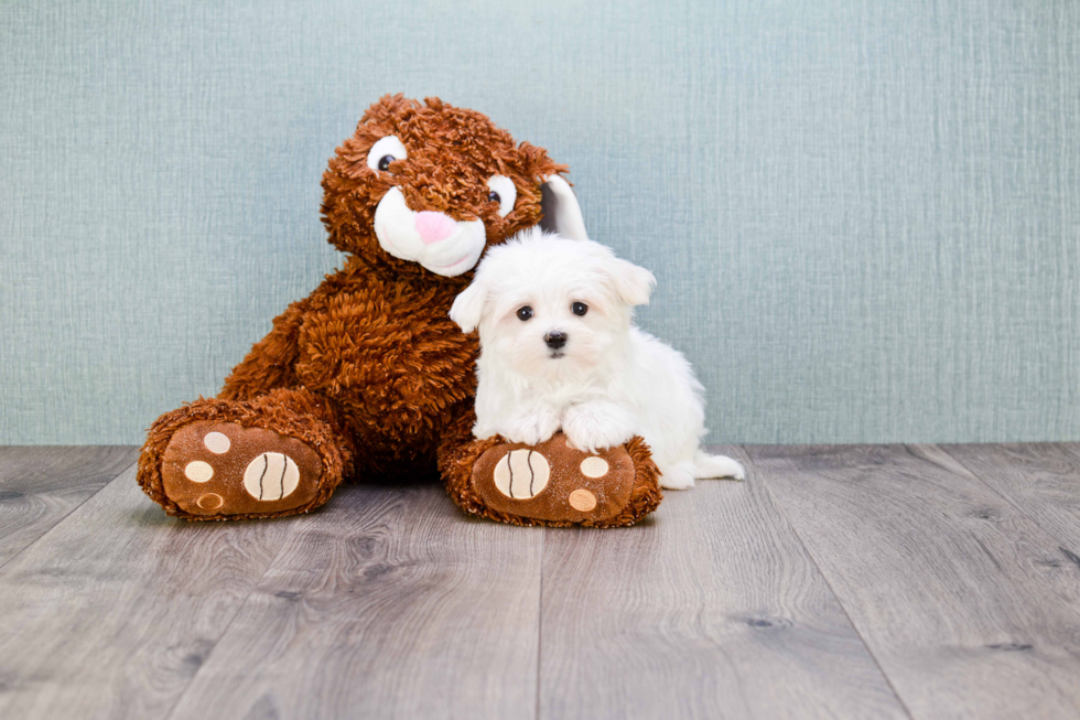 Cute Maltese Purebred Puppy