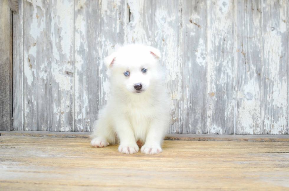 Cute Pomsky Baby