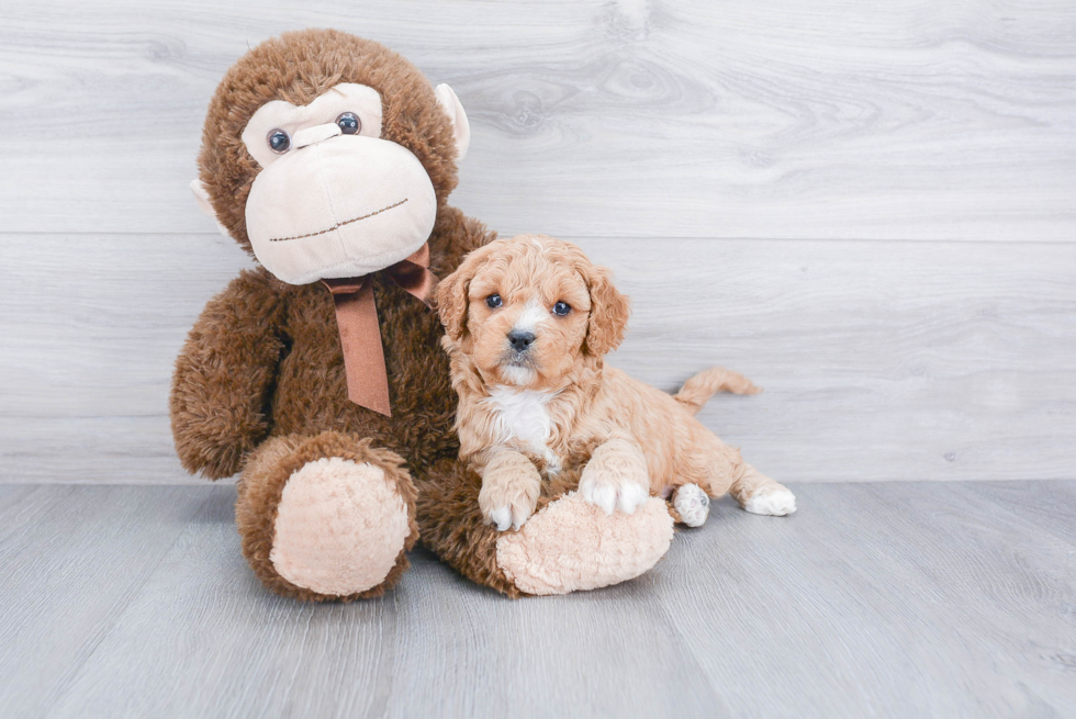 Best Cavapoo Baby