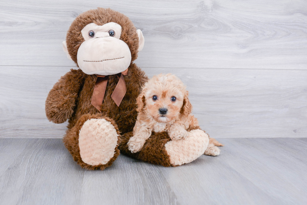 Cavapoo Puppy for Adoption