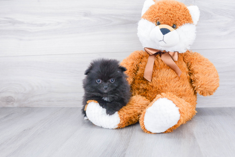 Pomeranian Pup Being Cute