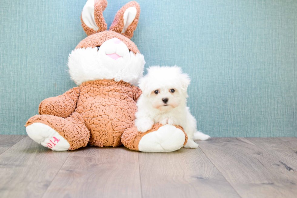 Maltese Pup Being Cute