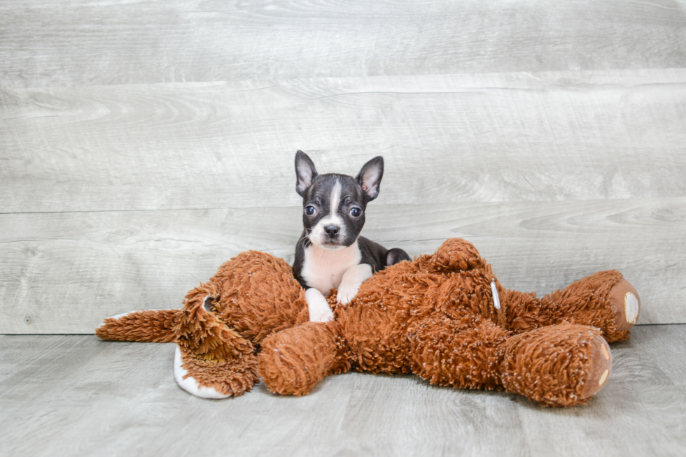 Best Boston Terrier Baby