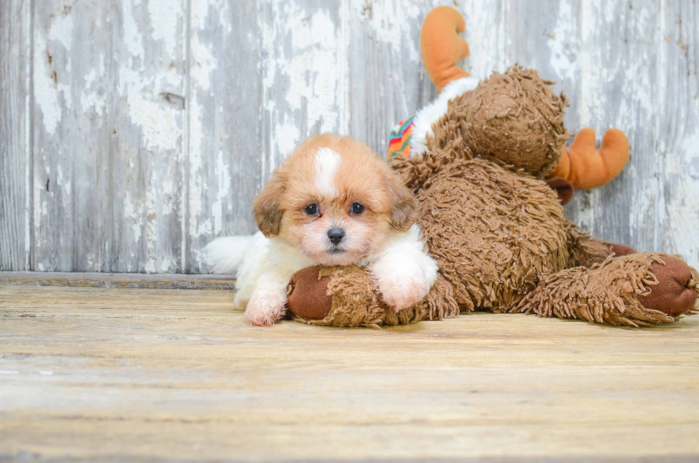 Teddy Bear Pup Being Cute