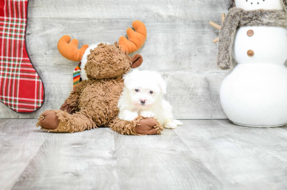 Havanese Puppy for Adoption