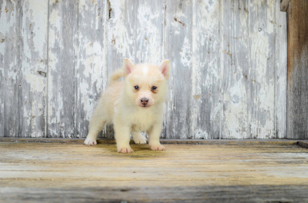 Best Pomsky Baby