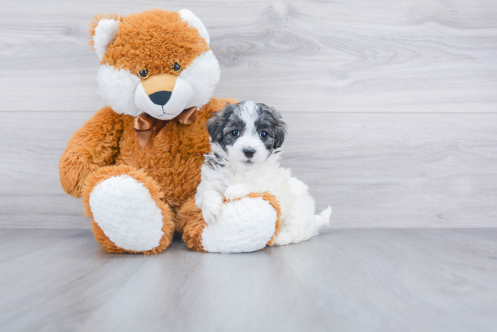 Happy Maltipoo Baby