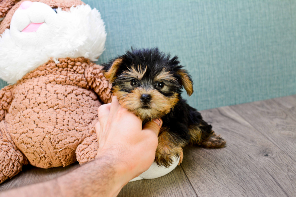 Meet Timmy - our Yorkshire Terrier Puppy Photo 