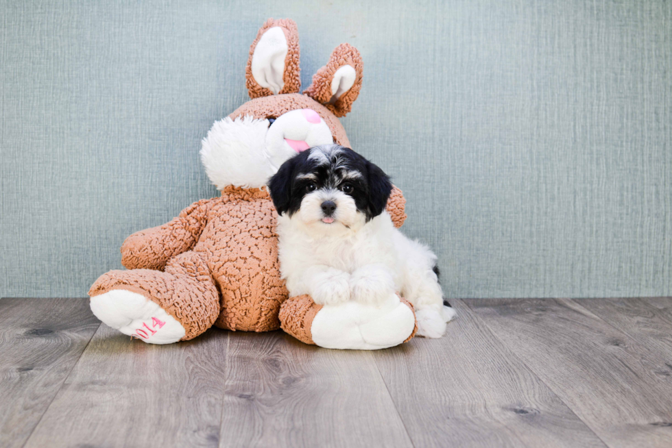 Friendly Teddy Bear Baby