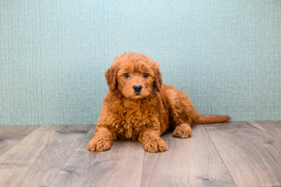 Mini Goldendoodle Puppy for Adoption