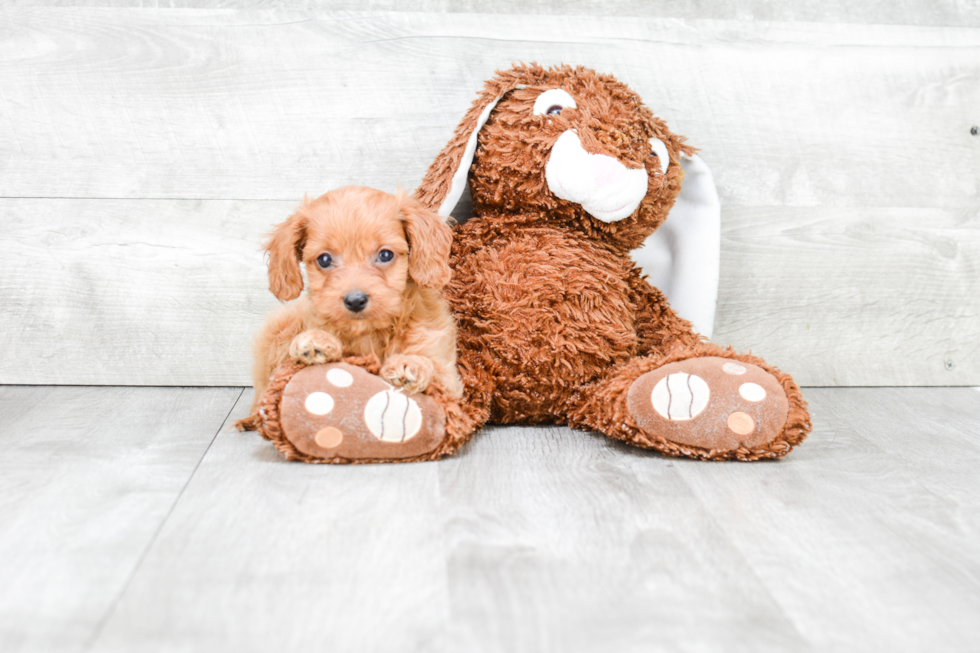 Best Cavapoo Baby