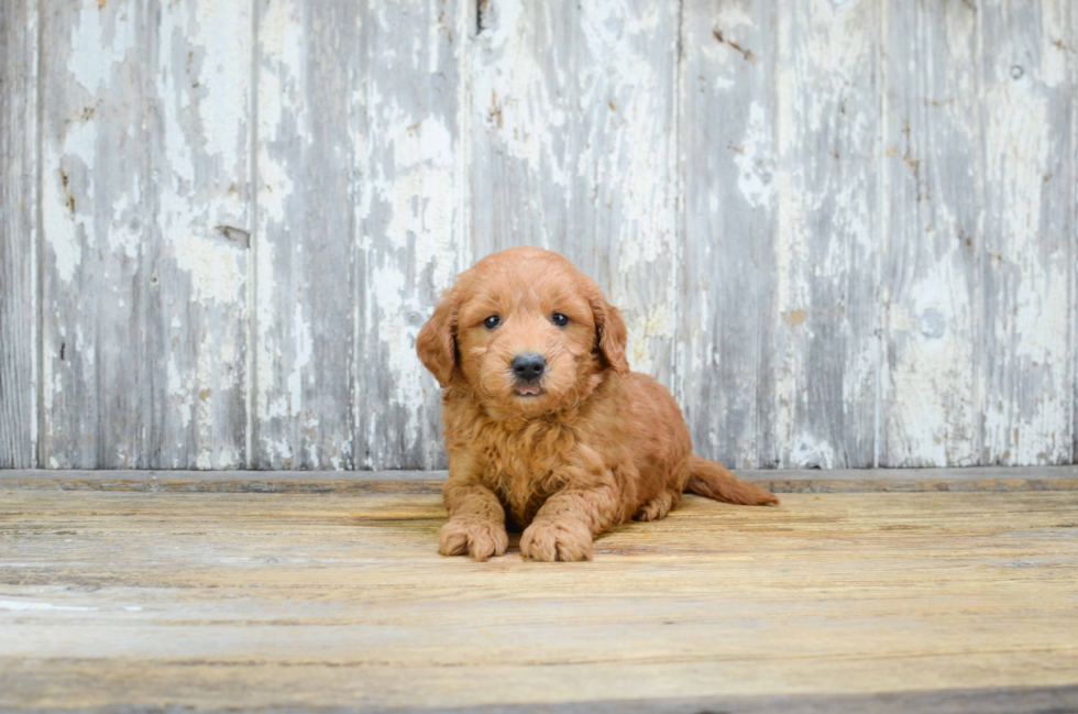 Popular Mini Goldendoodle Poodle Mix Pup