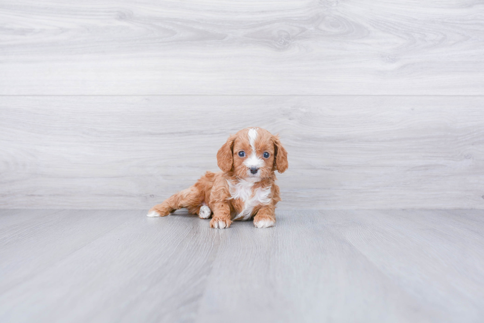 Petite Cavapoo Poodle Mix Pup