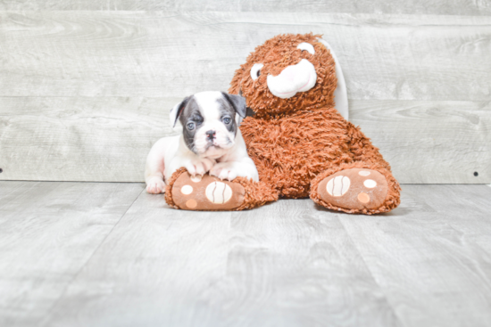 Fluffy Frenchie Purebred Puppy