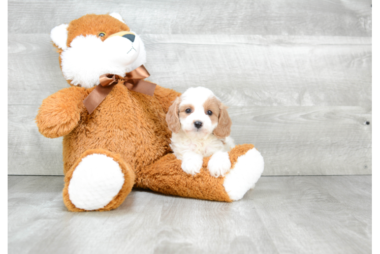 Fluffy Cavapoo Poodle Mix Pup