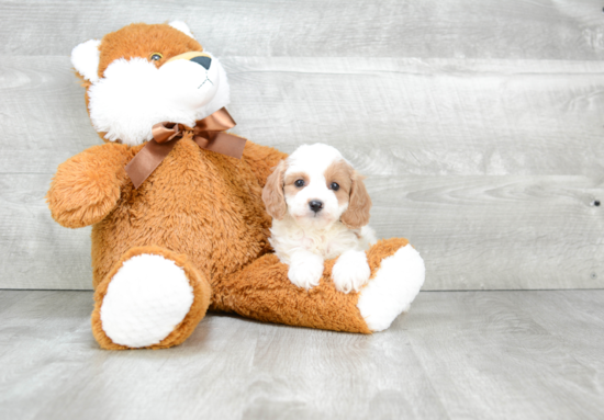 Fluffy Cavapoo Poodle Mix Pup