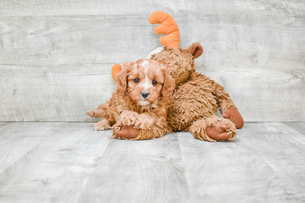 Cavapoo Puppy for Adoption