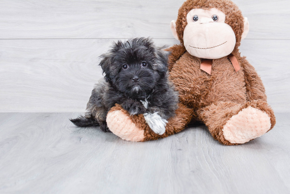 Havanese Puppy for Adoption