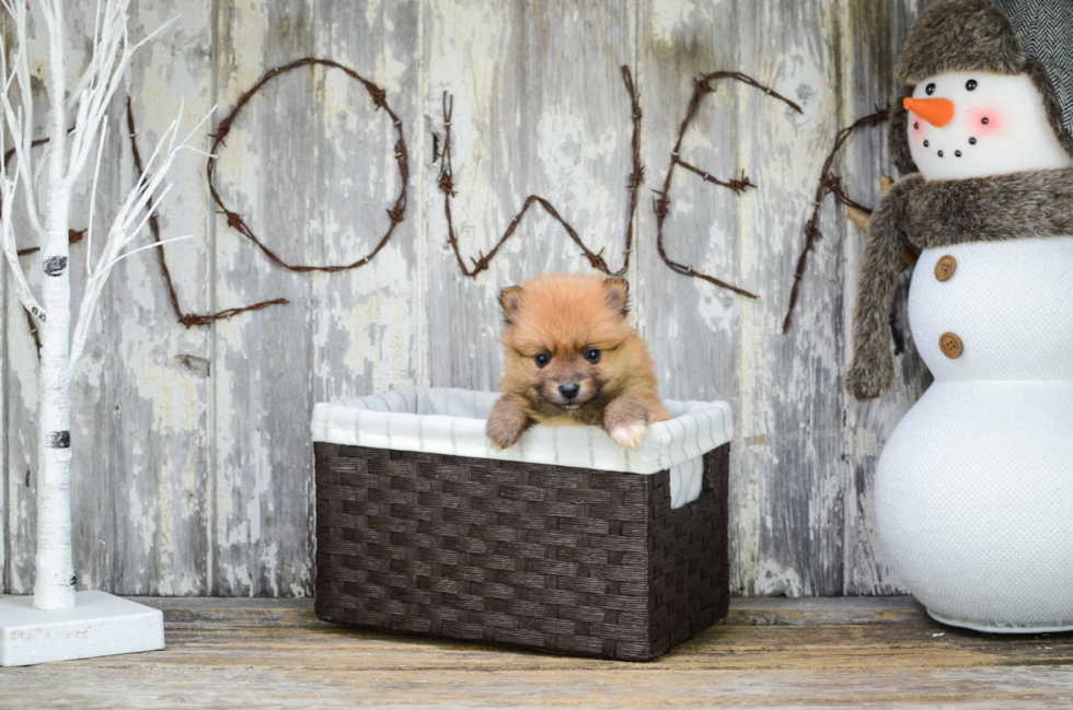 Sweet Pomeranian Purebred Puppy