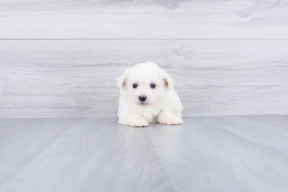 Friendly Maltipoo Baby