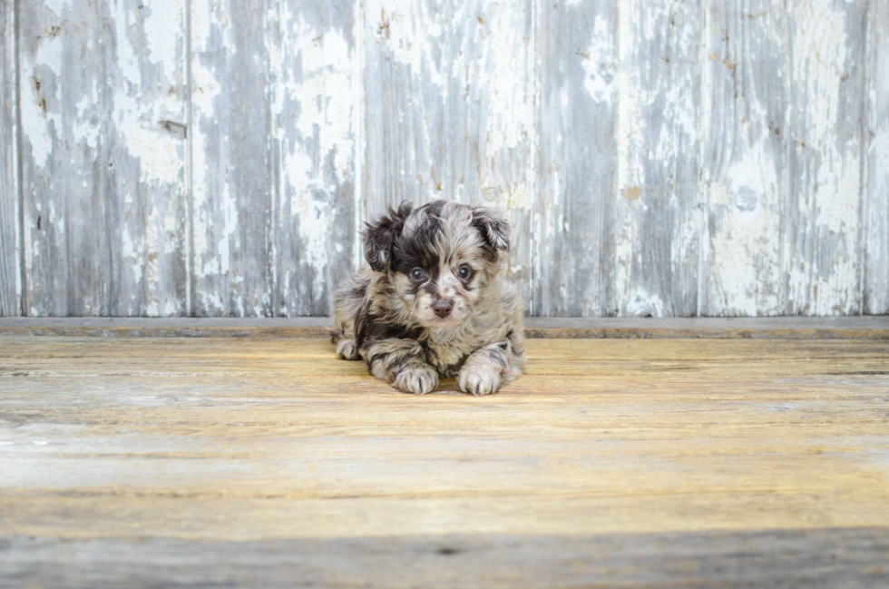 Funny Mini Aussiedoodle Poodle Mix Pup