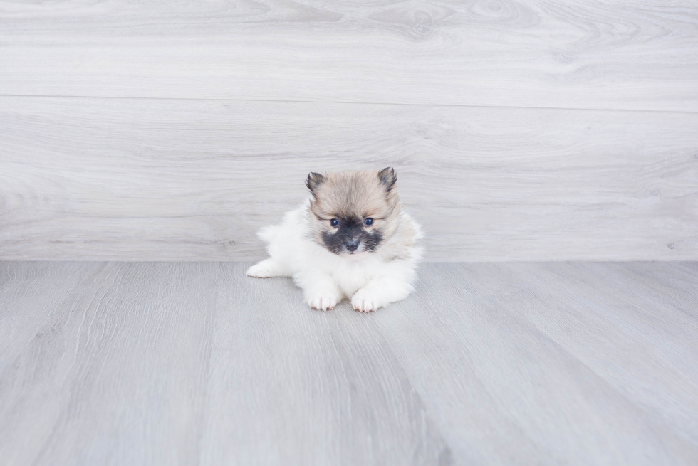 Smart Pomeranian Purebred Puppy